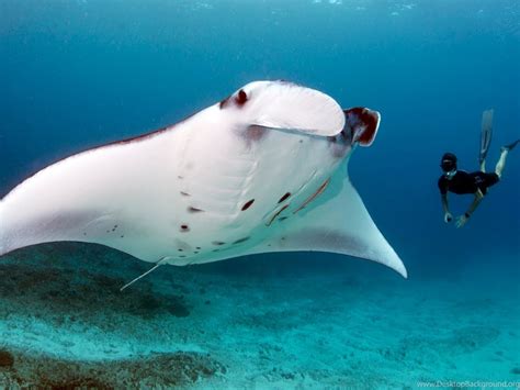 Manta Magic: Conservation Efforts to Protect these Magnificent Creatures
